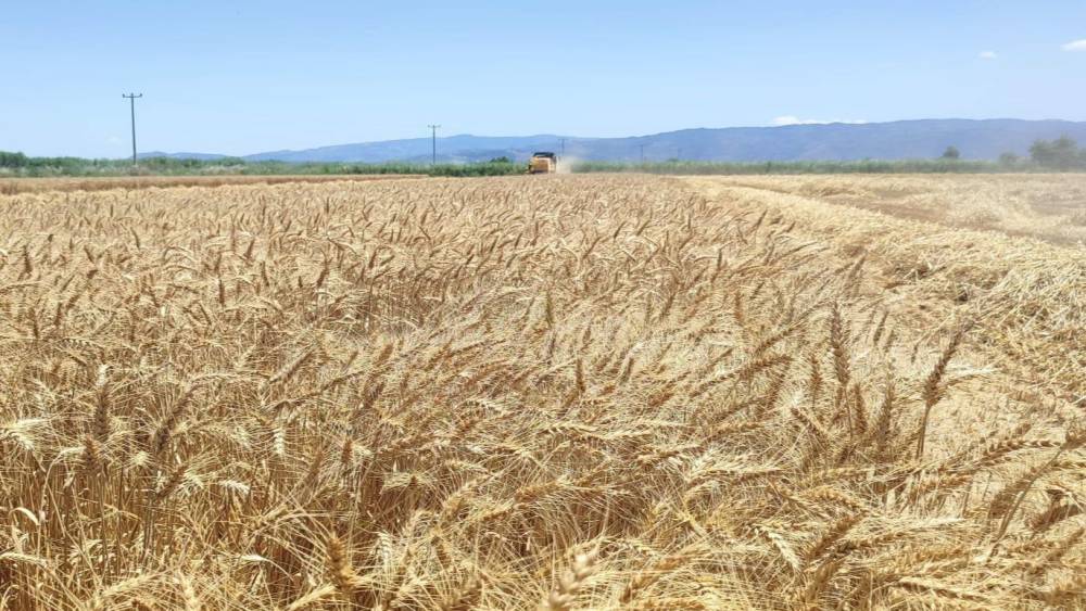 S&ouml;ke Ovası&rsquo;nda buğday hasadı heyecanı s&uuml;r&uuml;yor

