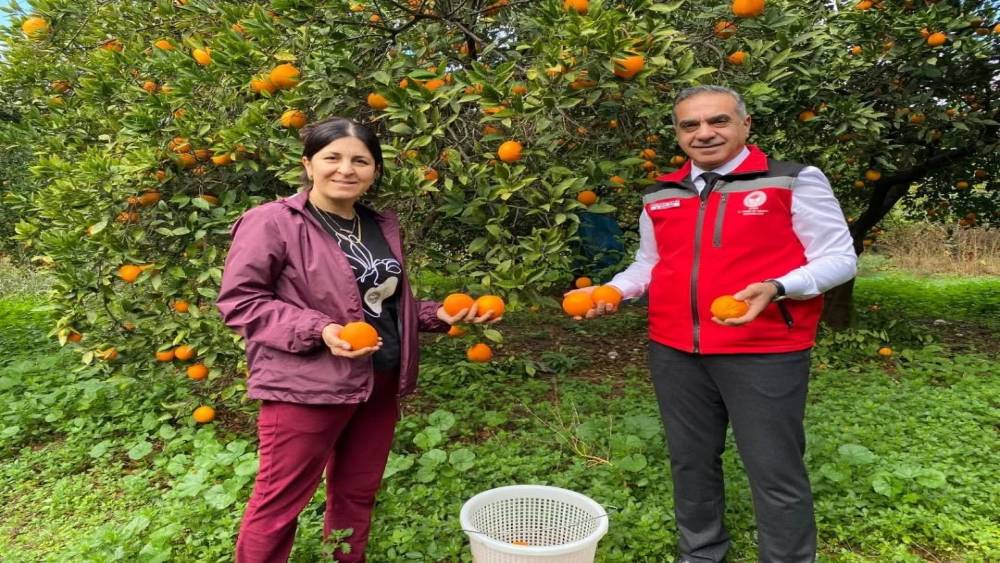Kuyucak’ta portakal hasadı yapıldı, üreticilere belgeleri teslim edildi