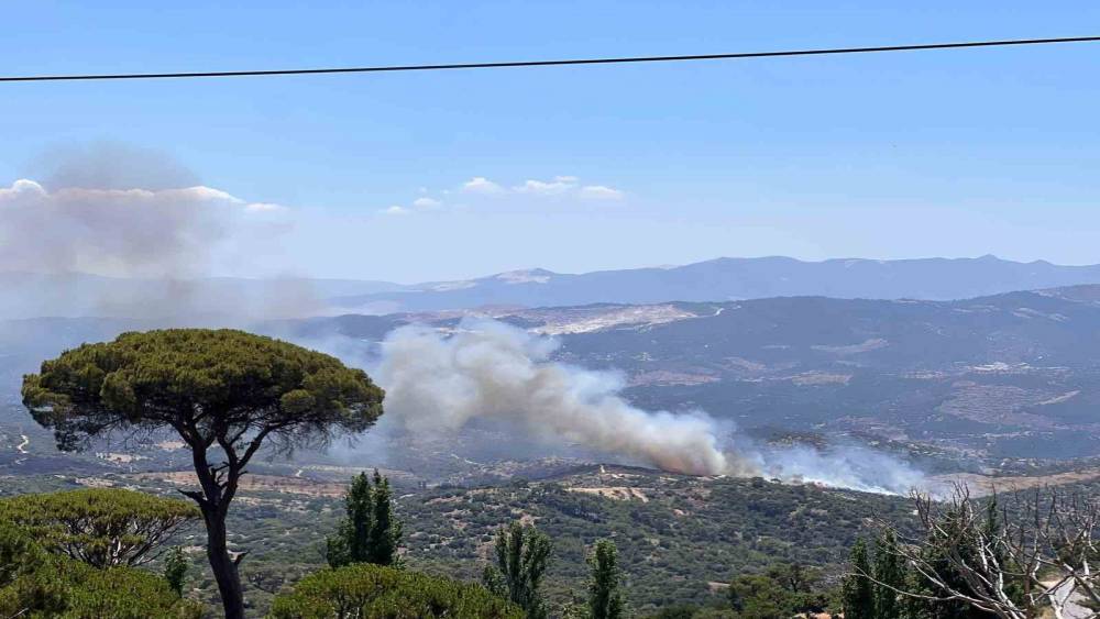 ÇİNE'DE ZEYTİNLİK ALANDA YANGIN ÇIKTI