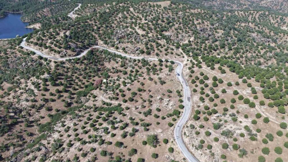 Aydın&rsquo;da 15 yıl &ouml;nce dikilen fıstık&ccedil;amları kozalak vermeye başladı
