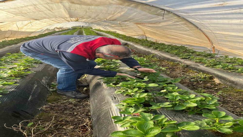 Aydın&rsquo;da hasat &ouml;ncesi &ccedil;ilek bah&ccedil;eleri kontrol edildi
