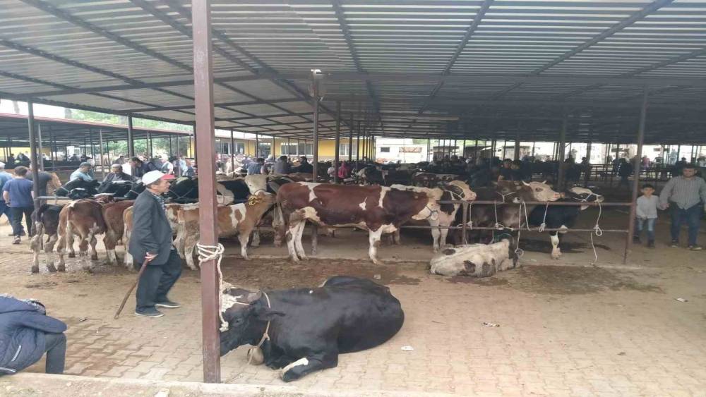 Aydın&rsquo;da hayvan pazarlarında yeni d&ouml;nem: "Kurallar ve saatler belirlendi"
