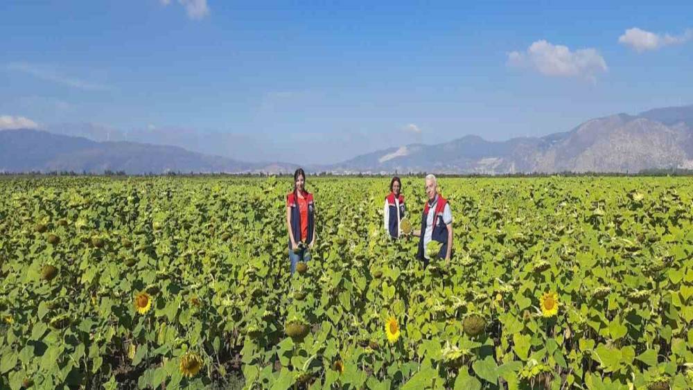 Söke’de 10 bin dekarlık alana ayçiçeği tohumu dağıtılacak
