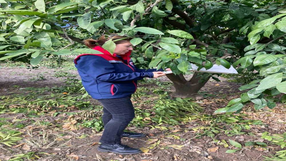 Narenciye bah&ccedil;eleri kontrol edildi