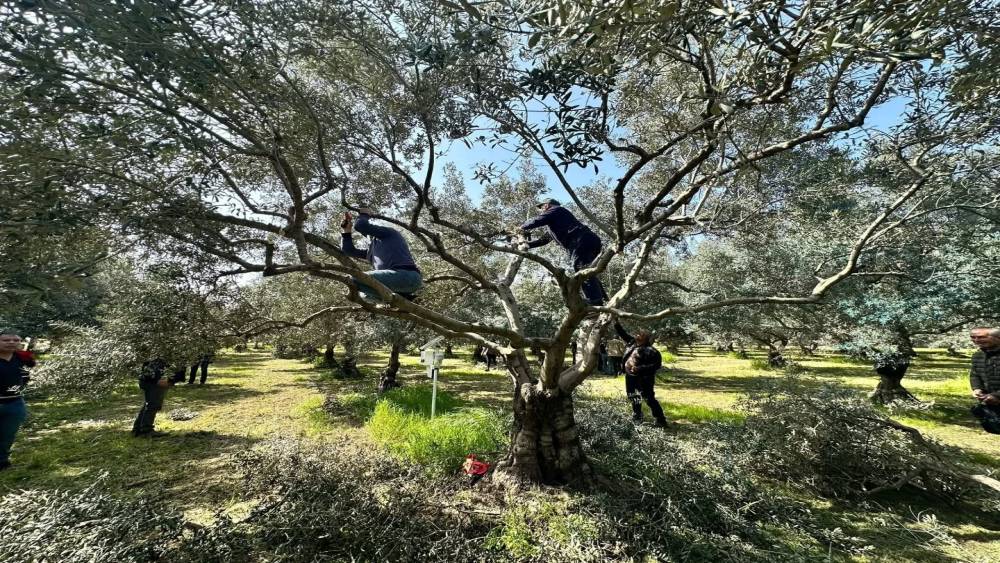 Ko&ccedil;arlılı &uuml;reticilere uygulamalı budama eğitimi
