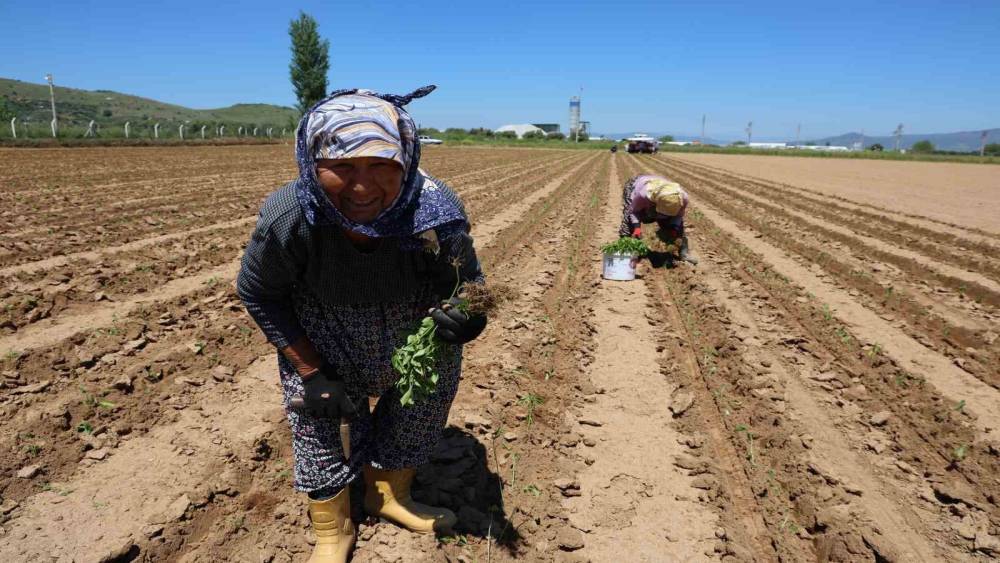 Aydın&rsquo;da biberler toprakla buluştu
