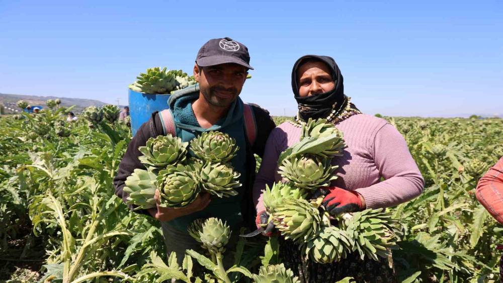 "Yeşil elmas" Aydın&rsquo;da &uuml;retiliyor, yurdun d&ouml;rt bir yanına g&ouml;nderiliyor
