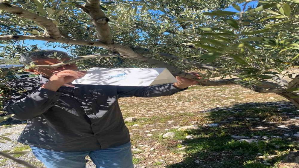 Zeytin g&uuml;vesine karşı tuzak kurulumları başladı
