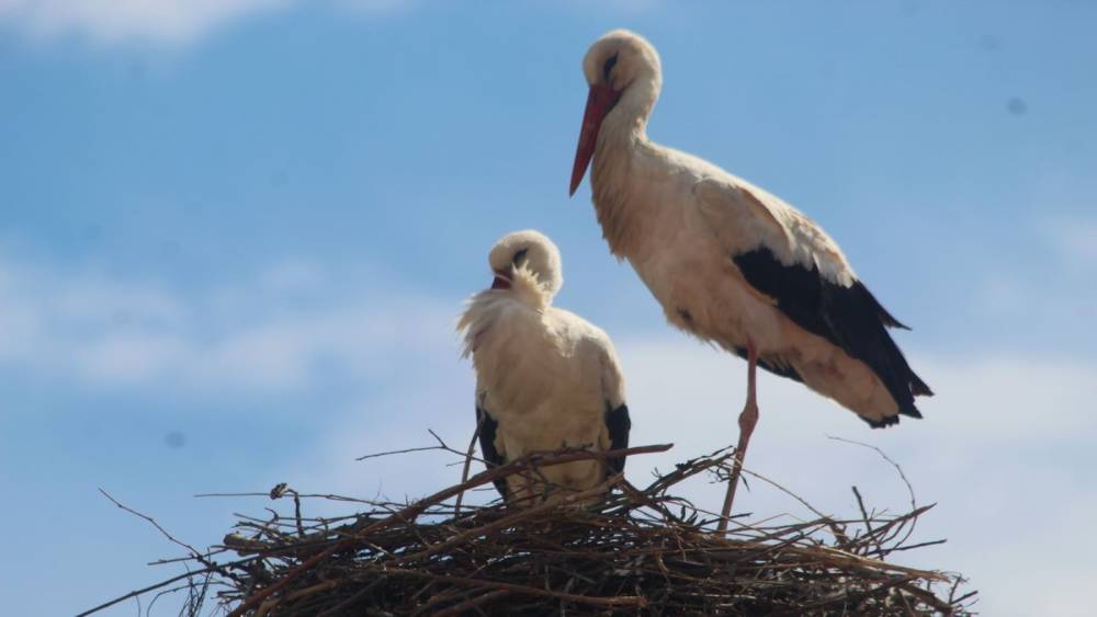 Kuşadası&rsquo;nda 40 yıl sonra leylek sevinci
