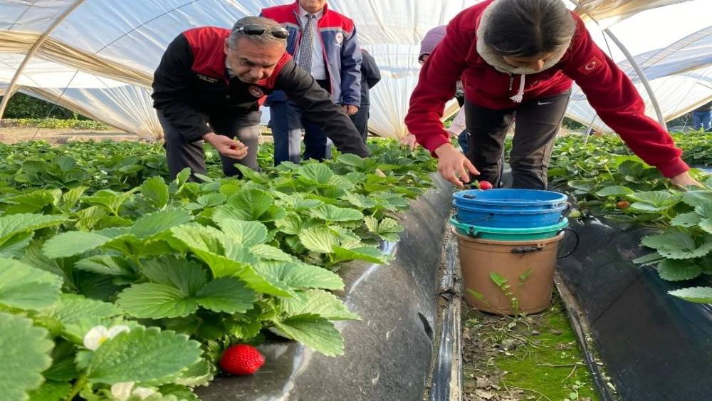 Coğrafi işaretli  Sultanhisar Çileği’nde hasat sevinci