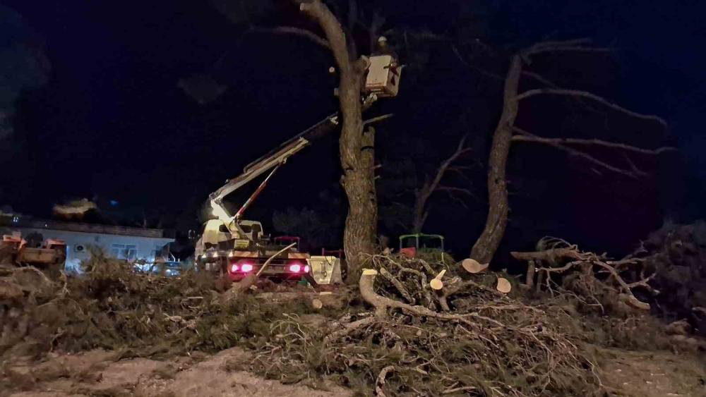 Fırtına &ccedil;am ağacını devirdi
