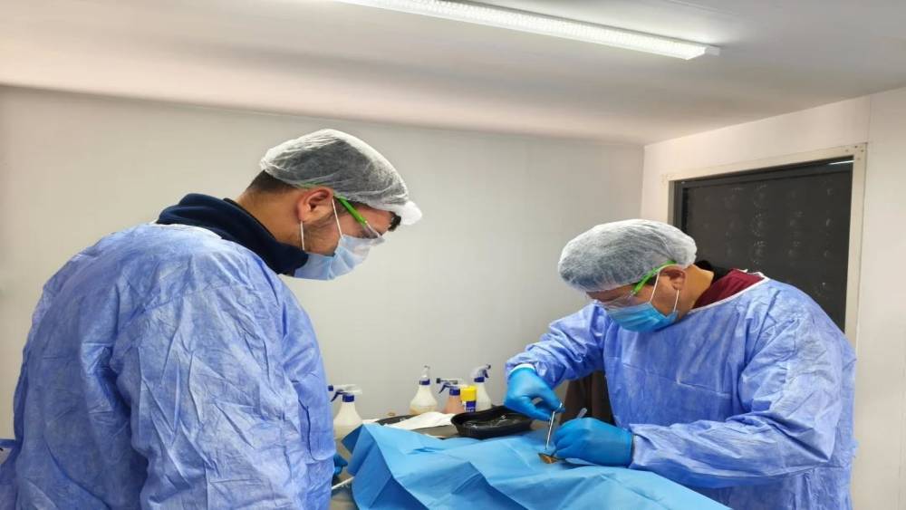 Germencik Belediyesi sokak hayvanları i&ccedil;in kısırlaştırma &ccedil;alışmalarını s&uuml;rd&uuml;r&uuml;yor
