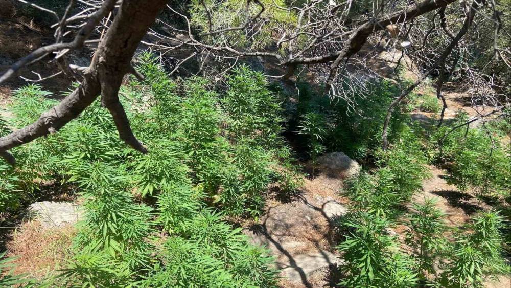 Söke’de 495 kök kenevir ele geçirildi
