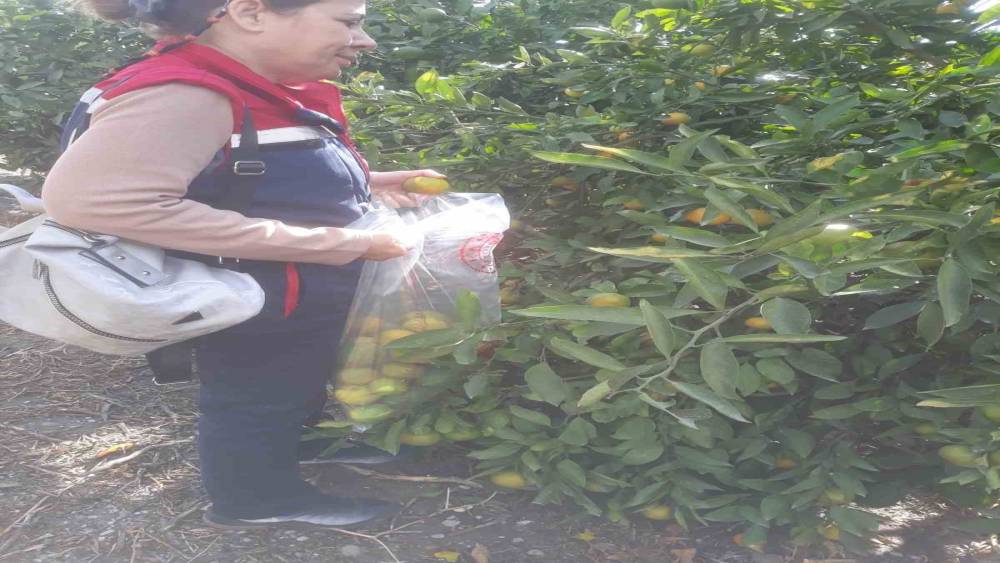 SÖKE’DE HASAT ÖNCESİ NUMUNE ALIMLARI YAPILDI