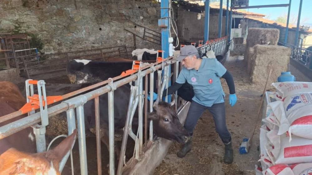 Aydın&rsquo;da şap ve hastalıklara karşı aşılama &ccedil;alışmaları s&uuml;r&uuml;yor