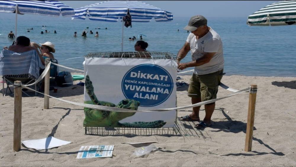 KUŞADASI İLK CARETTA CARETTA YUVASI BELİRLENDİ 