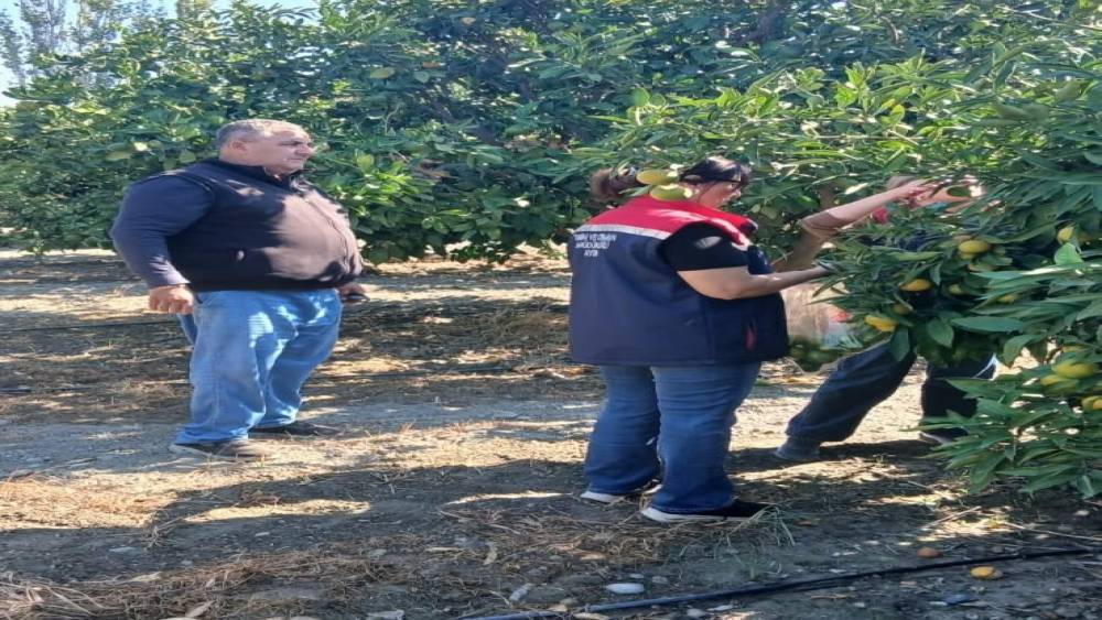 S&ouml;ke&rsquo;de tarım &uuml;r&uuml;nlerinde pestisit denetimi