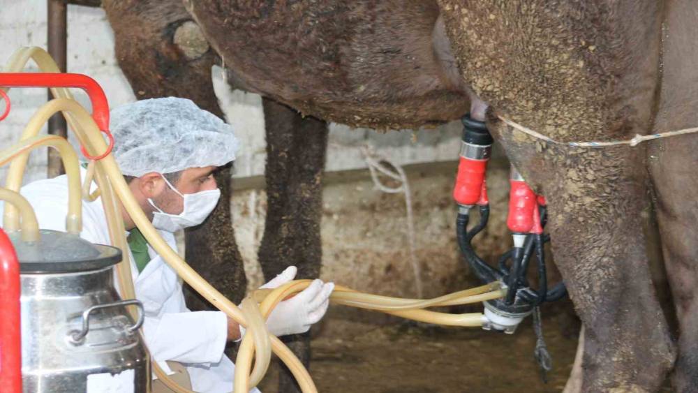 Deve s&uuml;t&uuml; gıda teknolojisine giriyor

