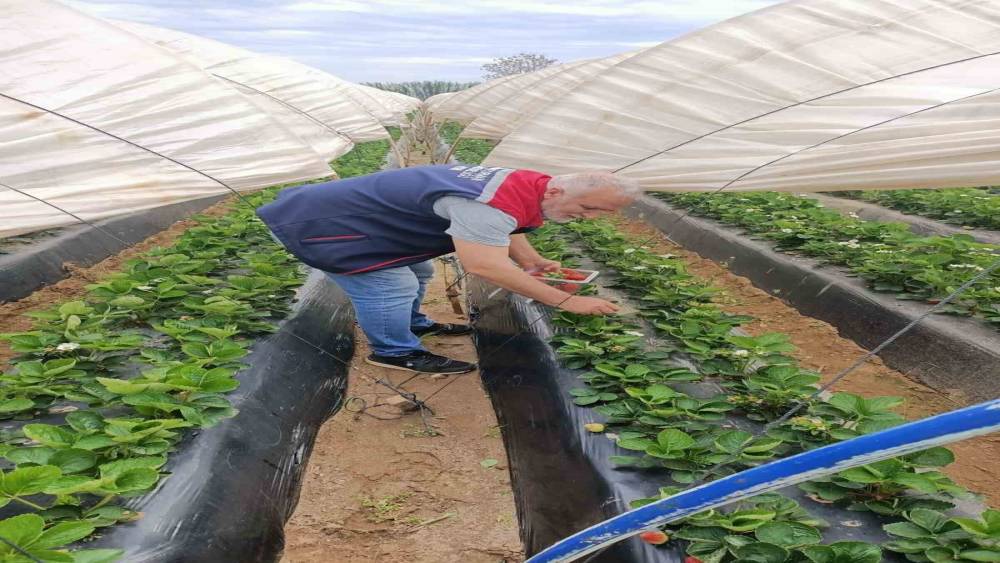 K&ouml;şk&rsquo;te &ccedil;ilekte pestisit denetimi s&uuml;r&uuml;yor
