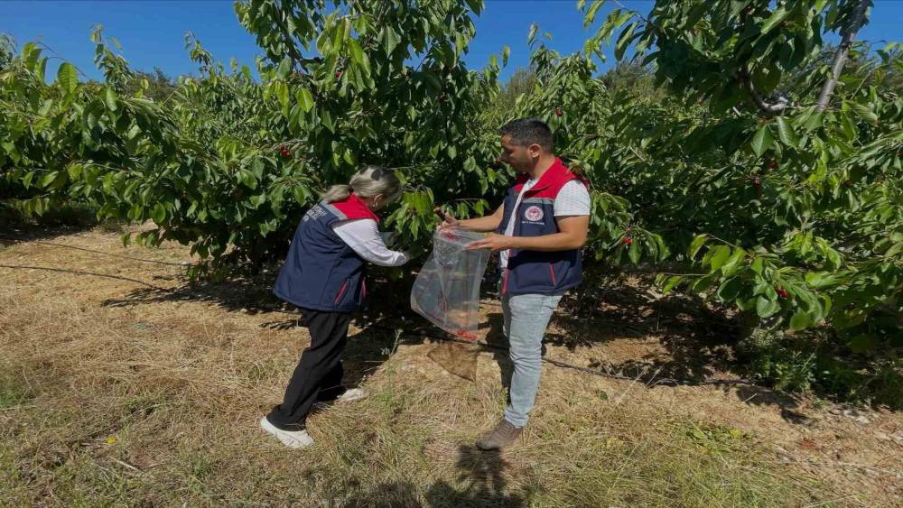S&ouml;ke&rsquo;de kiraz bah&ccedil;eleri denetlendi, numuneler alındı
