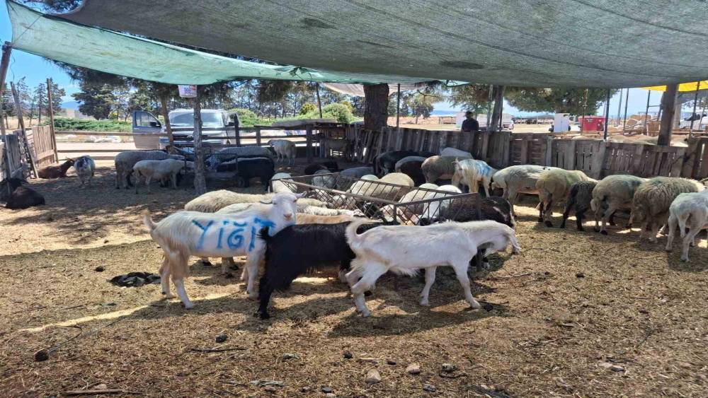 Nazilli ve &Ccedil;ine hayvan pazarları yeniden a&ccedil;ılıyor
