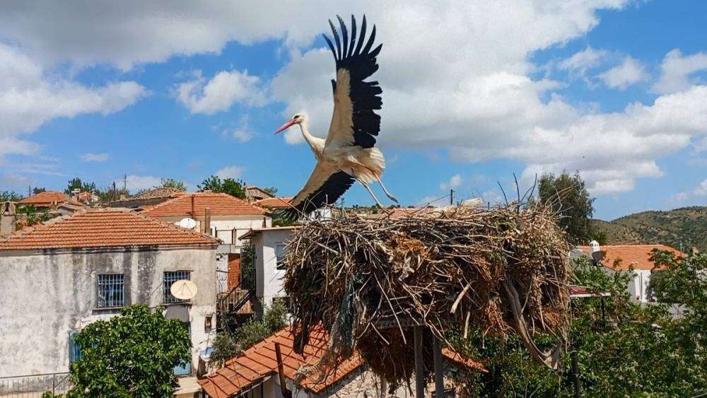 Saman ipleri leylekleri tehdit ediyor