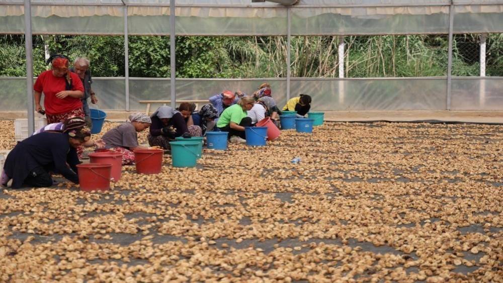 İncir &uuml;reticilerinden Bakanlığa &ccedil;ağrı: "İşletmelerin ve t&uuml;ccarların denetlenmesi lazım"

