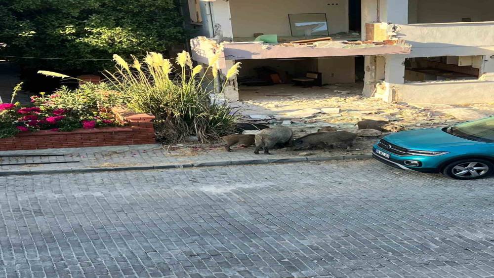 Domuz s&uuml;r&uuml;s&uuml; mahalleye indi, vatandaşlar tedirgin oldu
