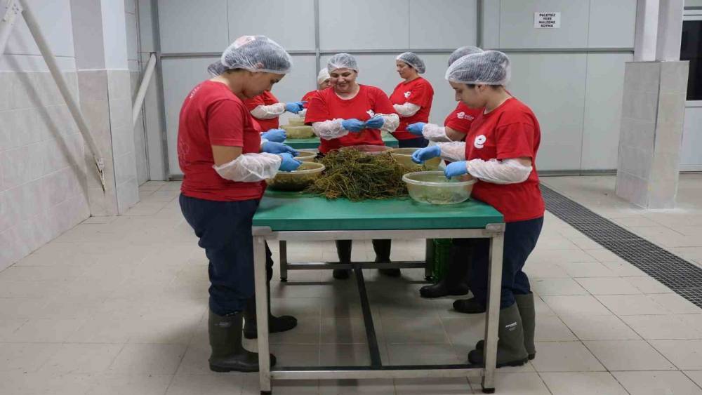 Efeler&rsquo;in y&ouml;resel &uuml;r&uuml;n &ccedil;eşitliliği 63&rsquo;e y&uuml;kseldi
