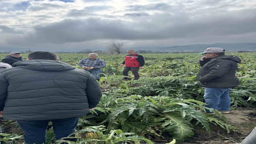 Enginar tarlaları incelendi, &uuml;reticiler TARSİM hakkında bilgilendirildi