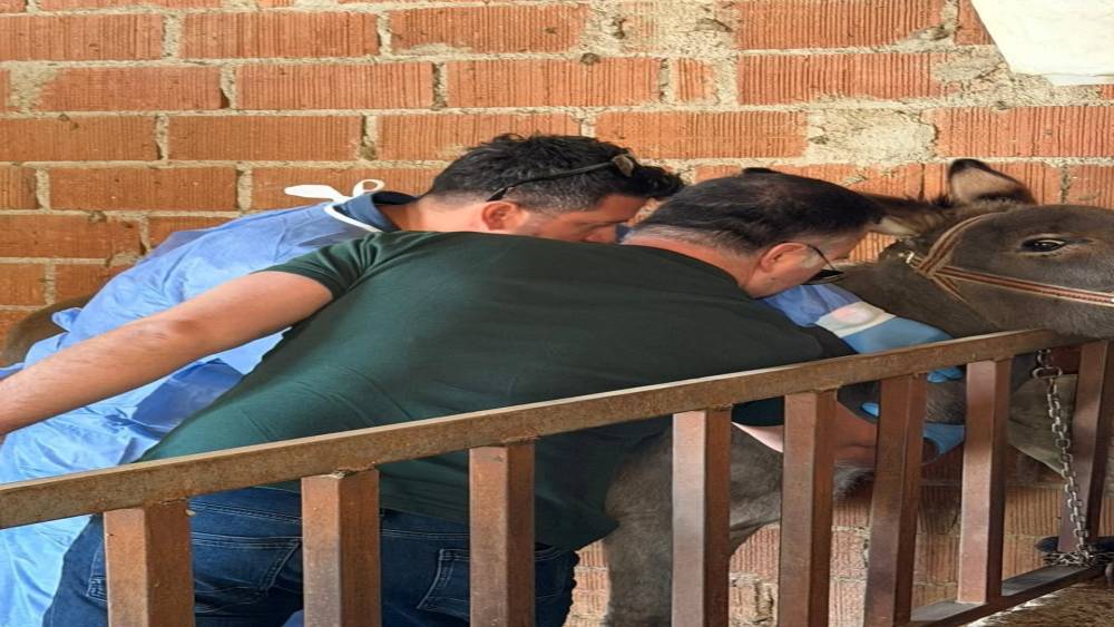 Aydın&rsquo;da at ve eşeklerden numune alınıyor
