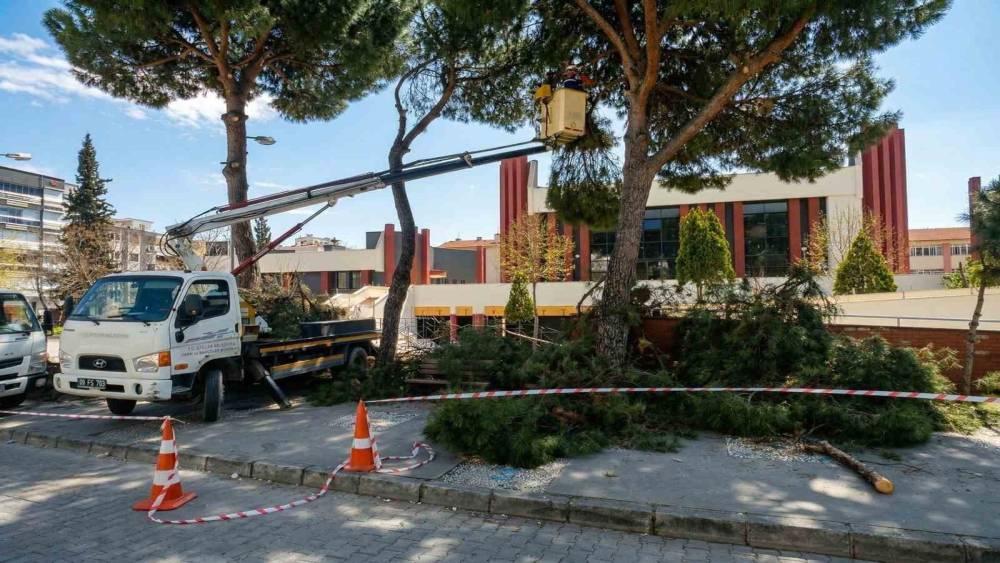 Efeler&rsquo;de y&uuml;ksek &ccedil;am ağa&ccedil;ları bakıma alındı
