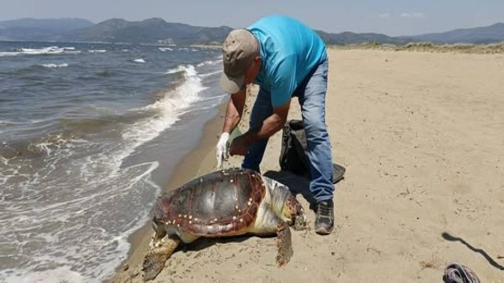 Kuşadası’nda deniz kaplumbağası kıyıya vurdu
