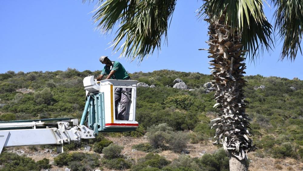 Kuşadası&rsquo;nda palmiyeler bakıma alındı
