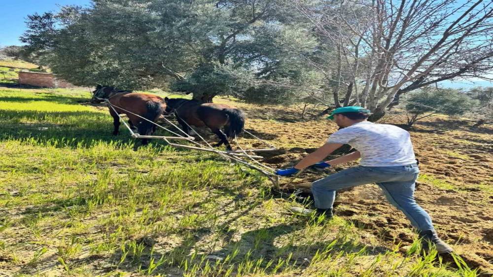 Trakt&ouml;r&uuml;n giremediği zeytinlikte &uuml;retim atlarla s&uuml;r&uuml;yor