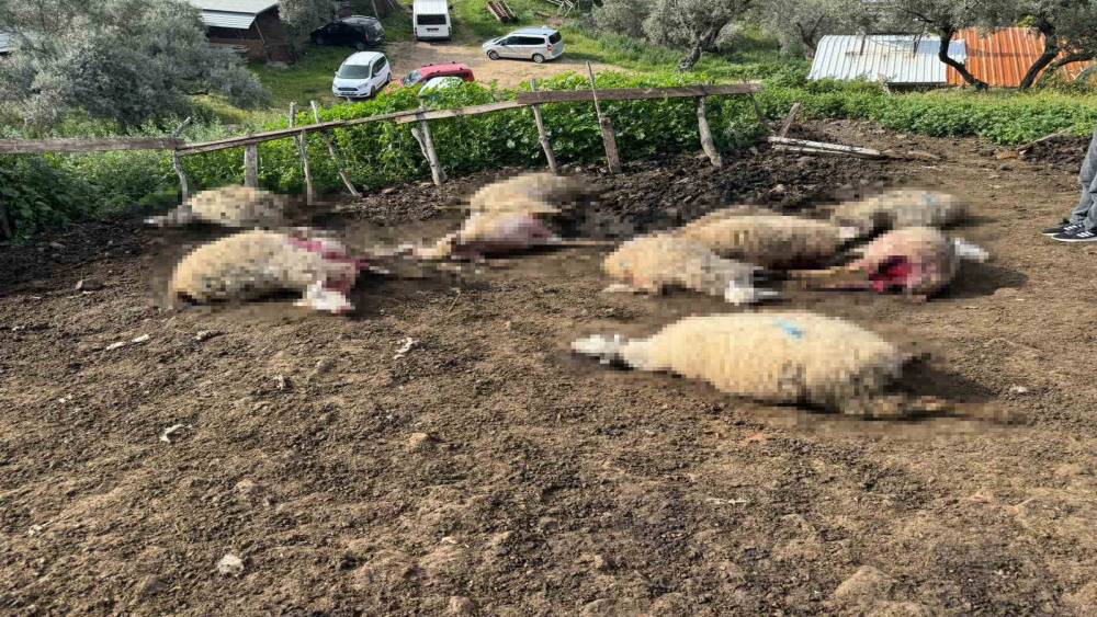 Aydın&rsquo;da kurt saldırısı vatandaşları tedirgin etti
