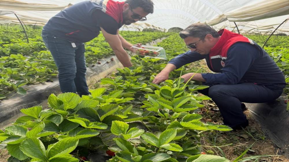 Ko&ccedil;arlı&rsquo;da &ccedil;ilek bah&ccedil;elerinde pestisit denetimi