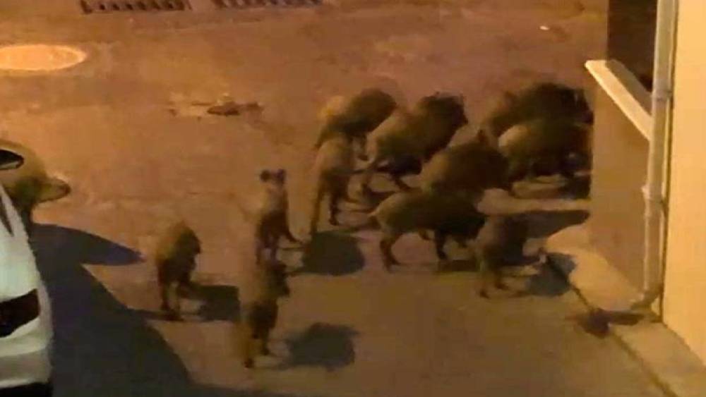 Kuşadası&rsquo;nda yaban domuzları s&uuml;r&uuml;s&uuml; mahalle aralarında g&ouml;r&uuml;nt&uuml;lendi
