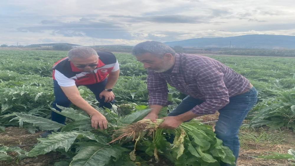Coğrafi işaretli G&ouml;lhisar Enginarı&rsquo;nda hasat i&ccedil;in geri sayım başladı
