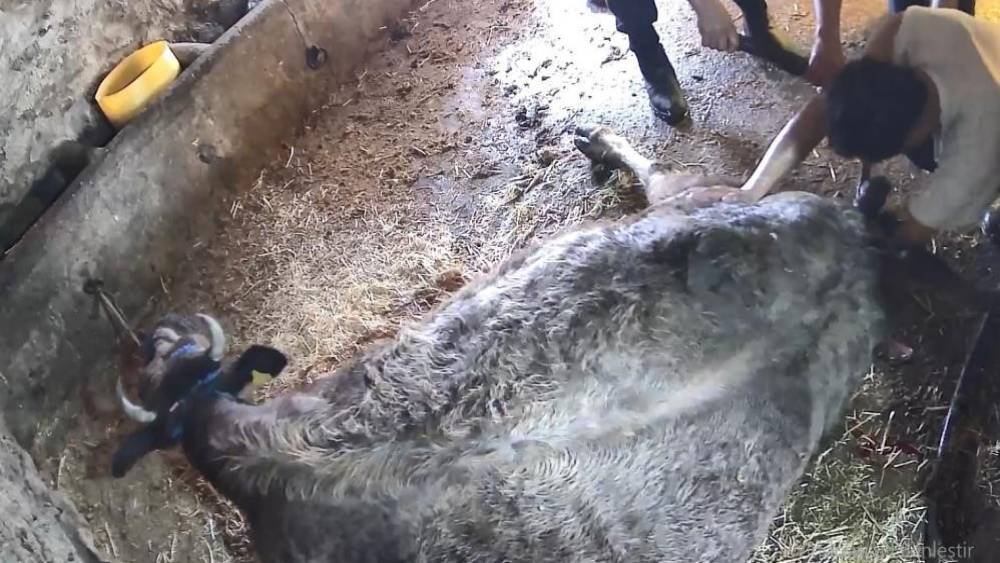 Doğum yapmakta zorlanan ineği sezaryen yapan S.T.&rsquo;den a&ccedil;ıklama: &Ccedil;ağırdılar insanlık namına yardımcı oldum