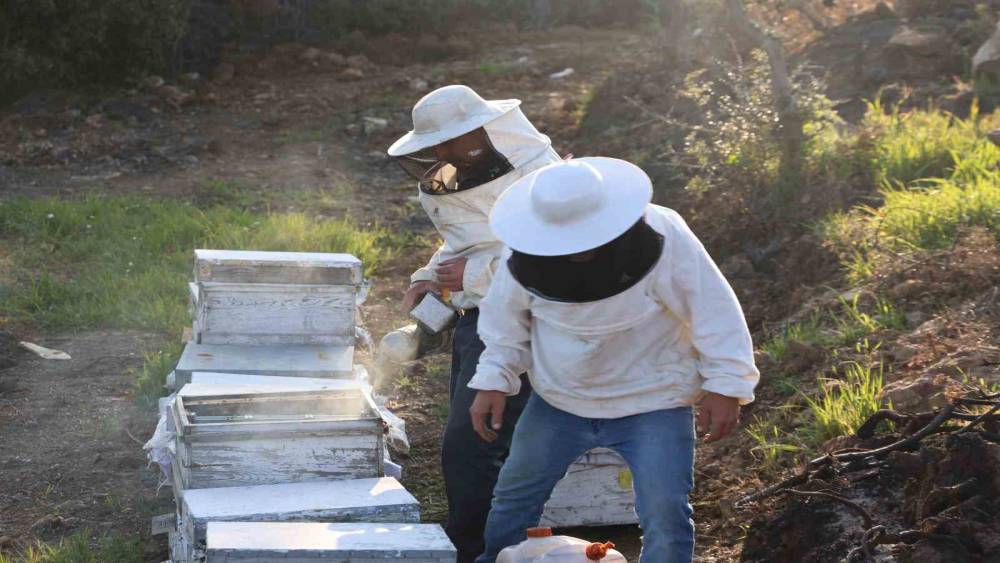 Aydın&rsquo;da arı kolonileri gen&ccedil;leşiyor, arıcılar sezondan umutlu
