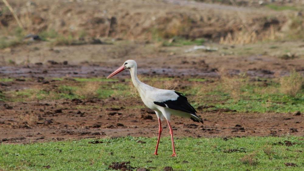 Aydın&rsquo;da ilk leyleği g&ouml;rd&uuml;, bir &ccedil;uval unu kaptı

