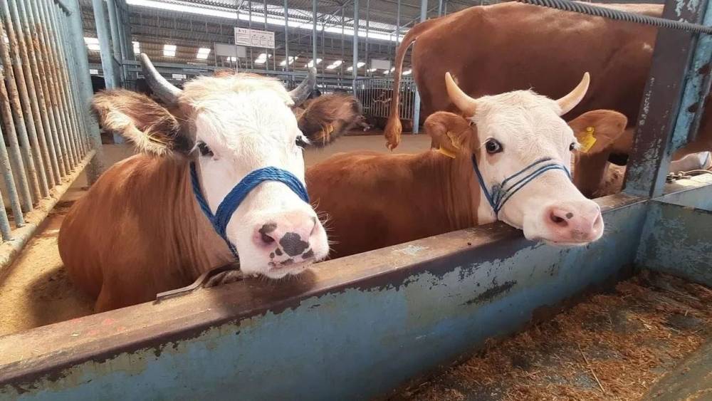 Nazilli&rsquo;de şap hastalığı s&ouml;nd&uuml;, kısıtlama kaldırıldı
