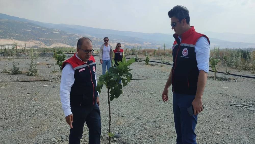 Aydın’da incir üretimine kalite katacak proje denetlendi
