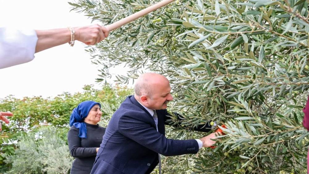 Aydın Valisi Varol, kadın &ccedil;ift&ccedil;ilerle zeytin topladı
