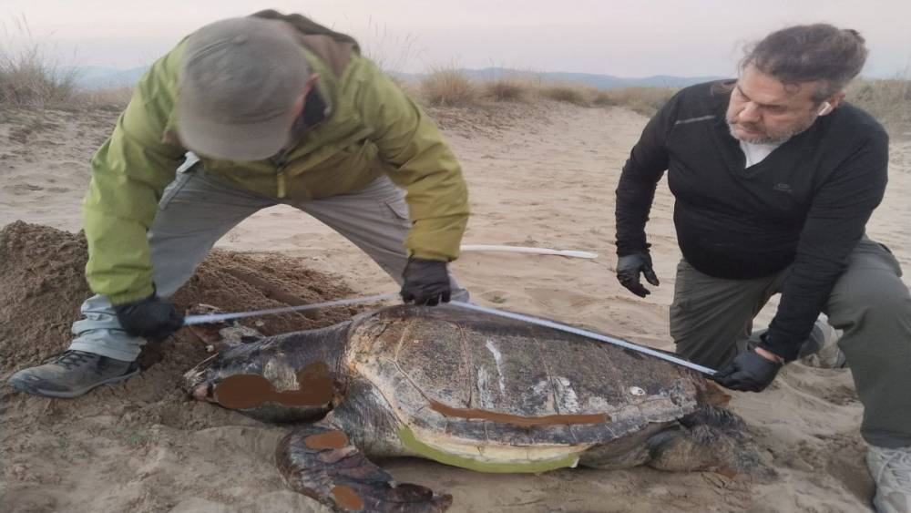 Kuşadası&rsquo;nda son bir haftada 3 deniz kaplumbağası &ouml;l&uuml; bulundu