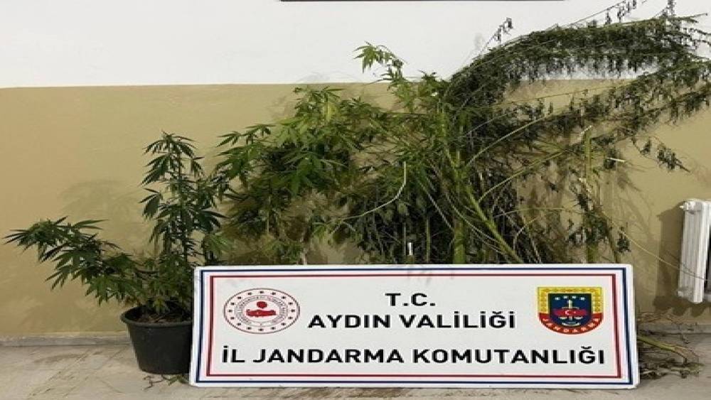 Efeler’de 22 kök kenevir ele geçirildi
