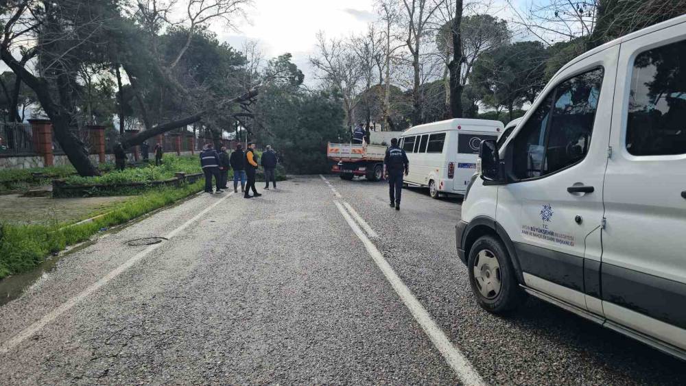 Nazilli&rsquo;de fırtınayla devrilen dev &ccedil;am ağacı karayolunu trafiğe kapadı