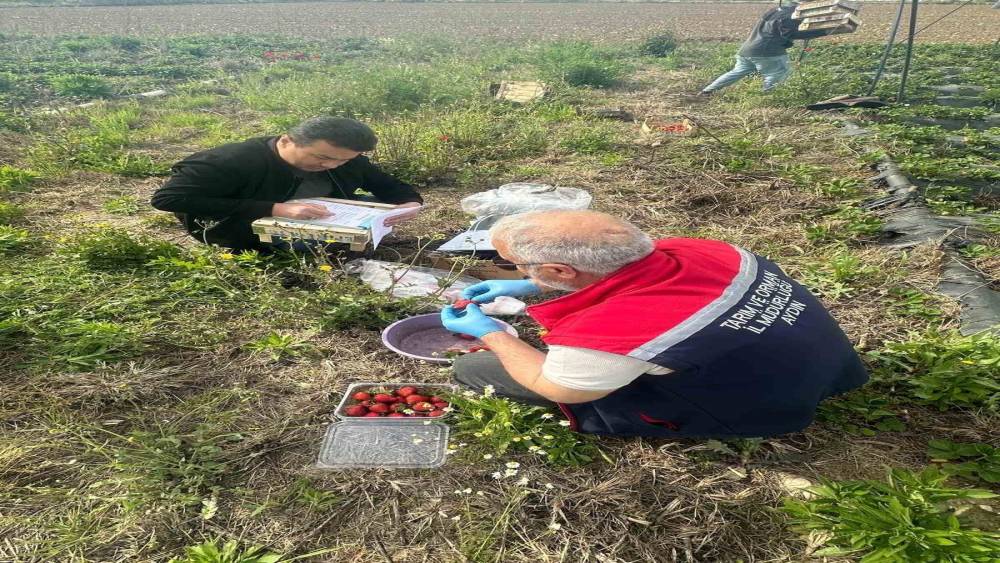 Aydın&rsquo;da hasat &ouml;ncesi &ccedil;ilek bah&ccedil;eleri kontrol edildi
