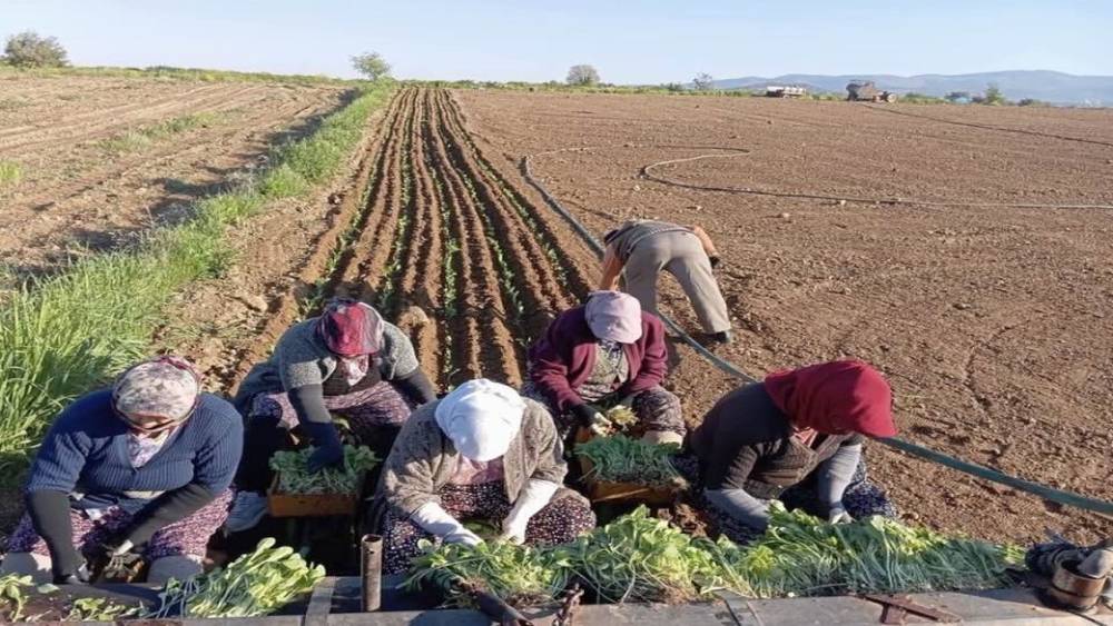 Karacasu&rsquo;da &ccedil;ift&ccedil;ilerin t&uuml;t&uuml;n mesaisi başladı